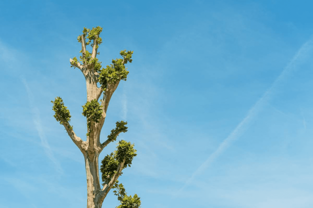 Tree Lopping, Topping, Pruning, Pollarding_ What's the difference_